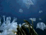 �T�q����v���ſ�